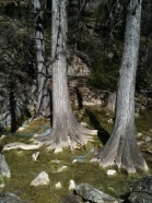 2010-03-12-Hamilton Pool-10.jpg